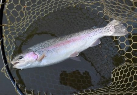 大安トラウトレイク 釣果
